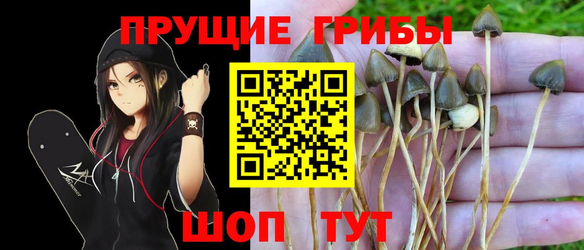 что такое наркотик  Вход с VPN  Георгиевск  Псилоцибиновые грибы Psilocybine cubensis 